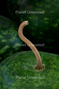 Gourd Stem Digital Art - Wall Art, Scrapbook background, Junk Journal Background