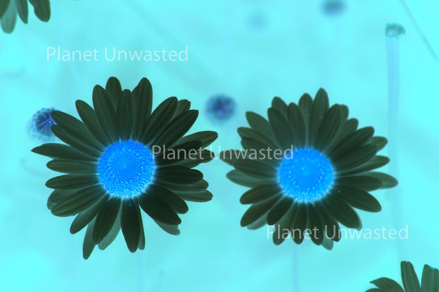 Two blue flowers on a blue background