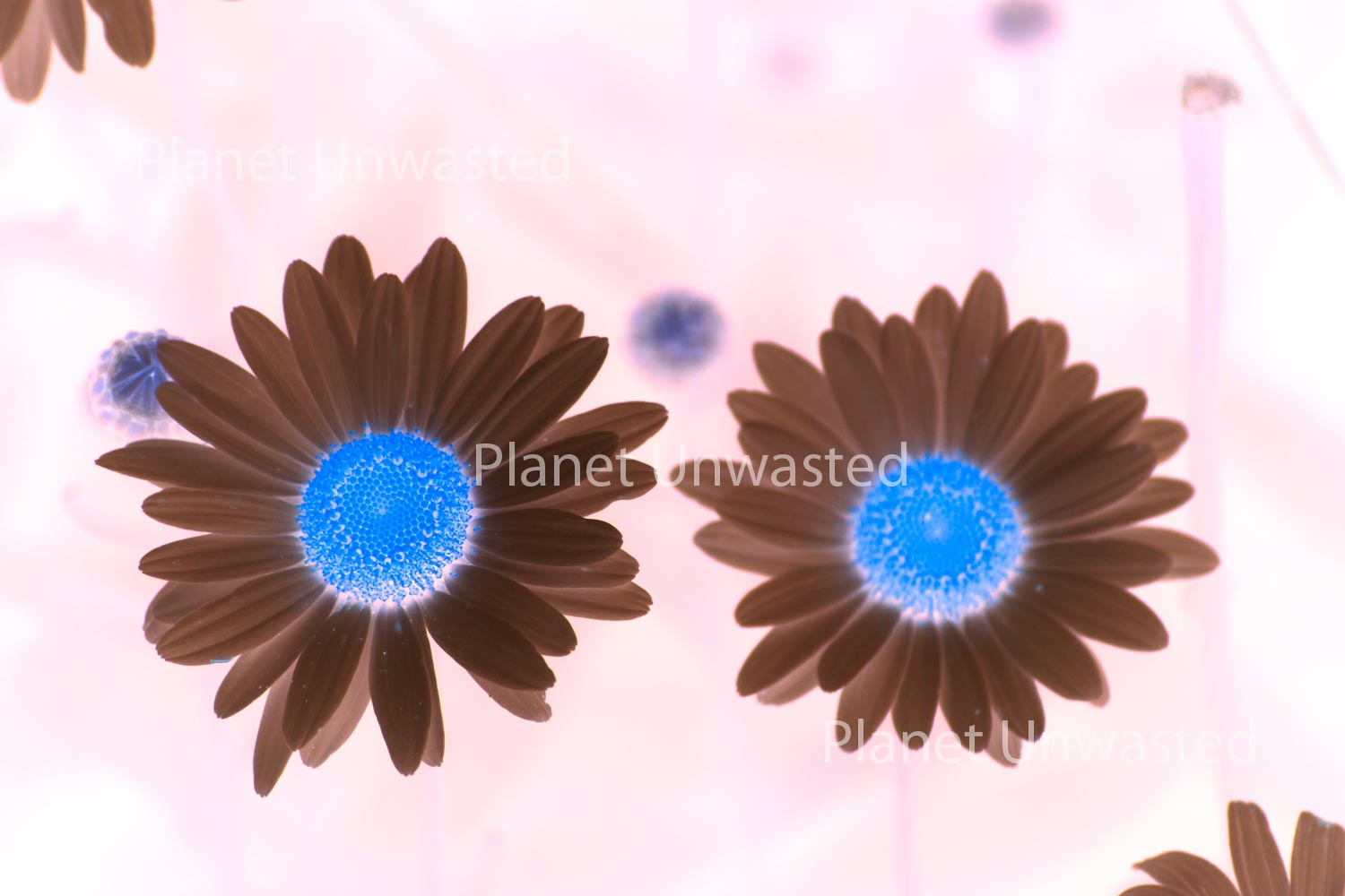 Two Pink Daisies Stock Photography, Flowers, Crafting Background