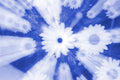 Blue Daisies ICM Abstract Stock Photography