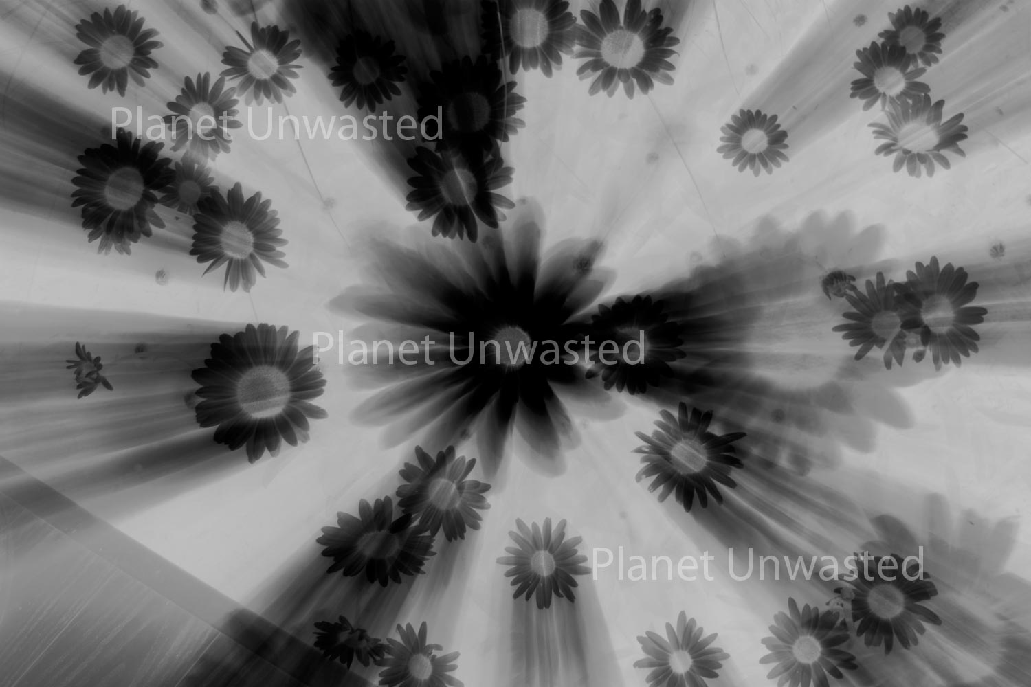Daisies Black and White Abstract Stock Photography, Crafting Background