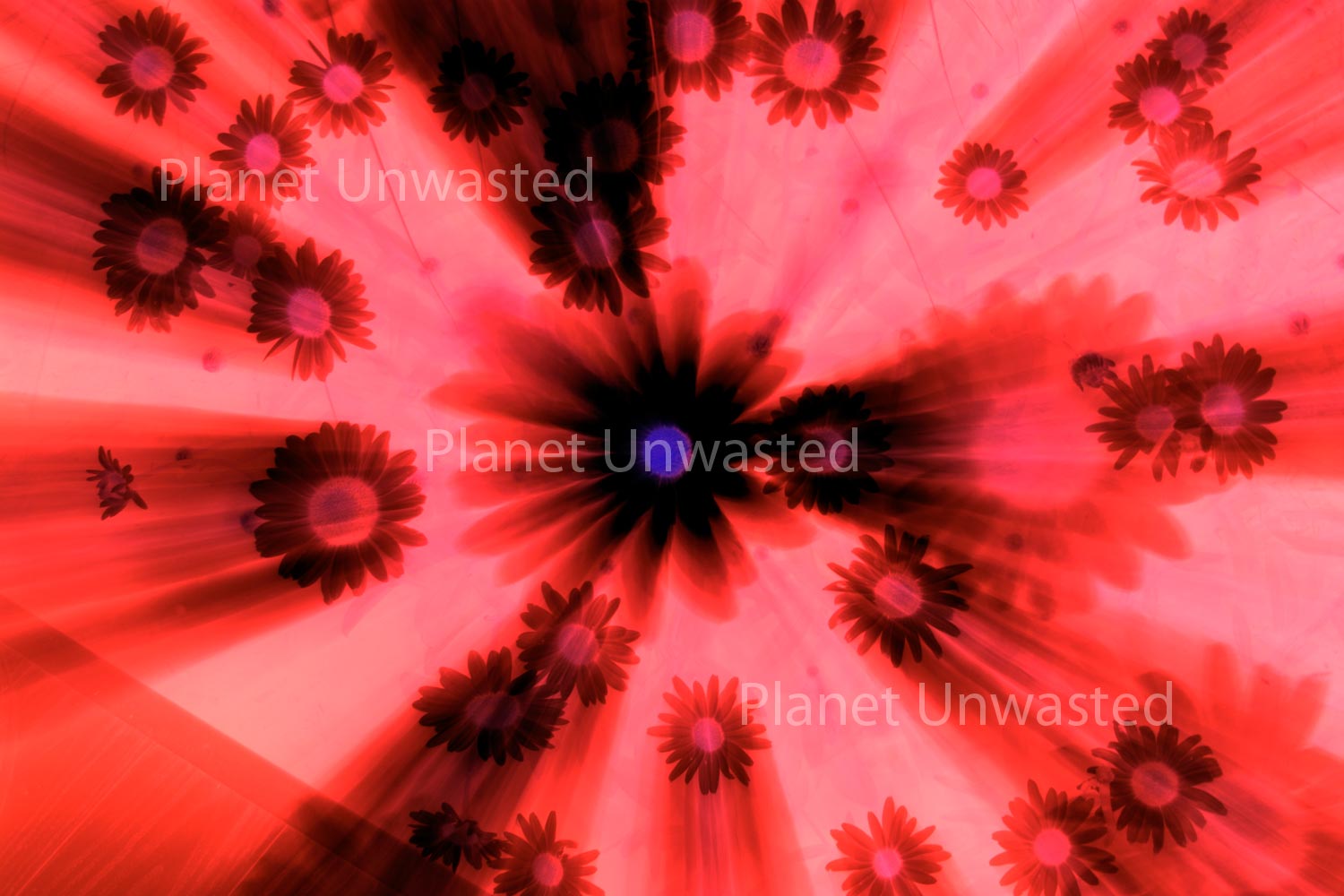 Red Daisies Abstract Flowers Stock Photography, Crafting Background