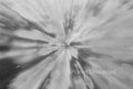 Field of Flowers 1 Black and White ICM Abstract Stock Photography