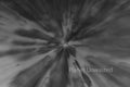 Field of Flowers 1 Inverted Black and White ICM Abstract Stock Photography