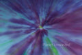 Field of Flowers 1 Inverted Purples ICM Abstract Stock Photography