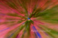 Field of Flowers 1 Inverted ICM Abstract Stock Photography