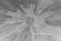 Field of Flowers 2 Inverted Black and White ICM Abstract Stock Photography