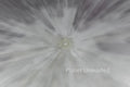 Field of Flowers 2 Inverted Grays ICM Abstract Stock Photography