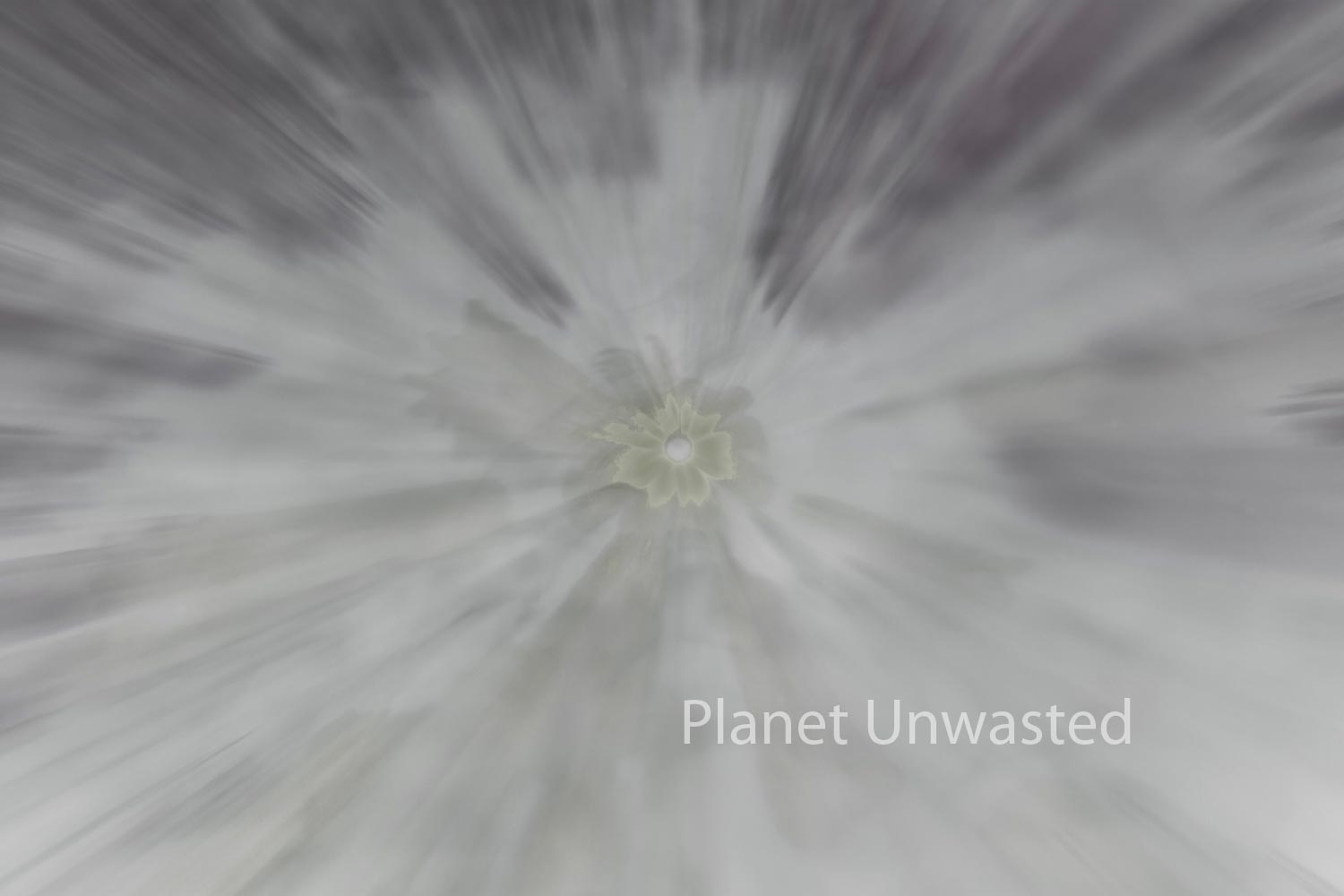 Field of Flowers 2 Inverted Grays ICM Abstract Stock Photography
