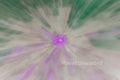 Field of Flowers 2 Inverted Purples and Greens ICM Abstract Stock Photography