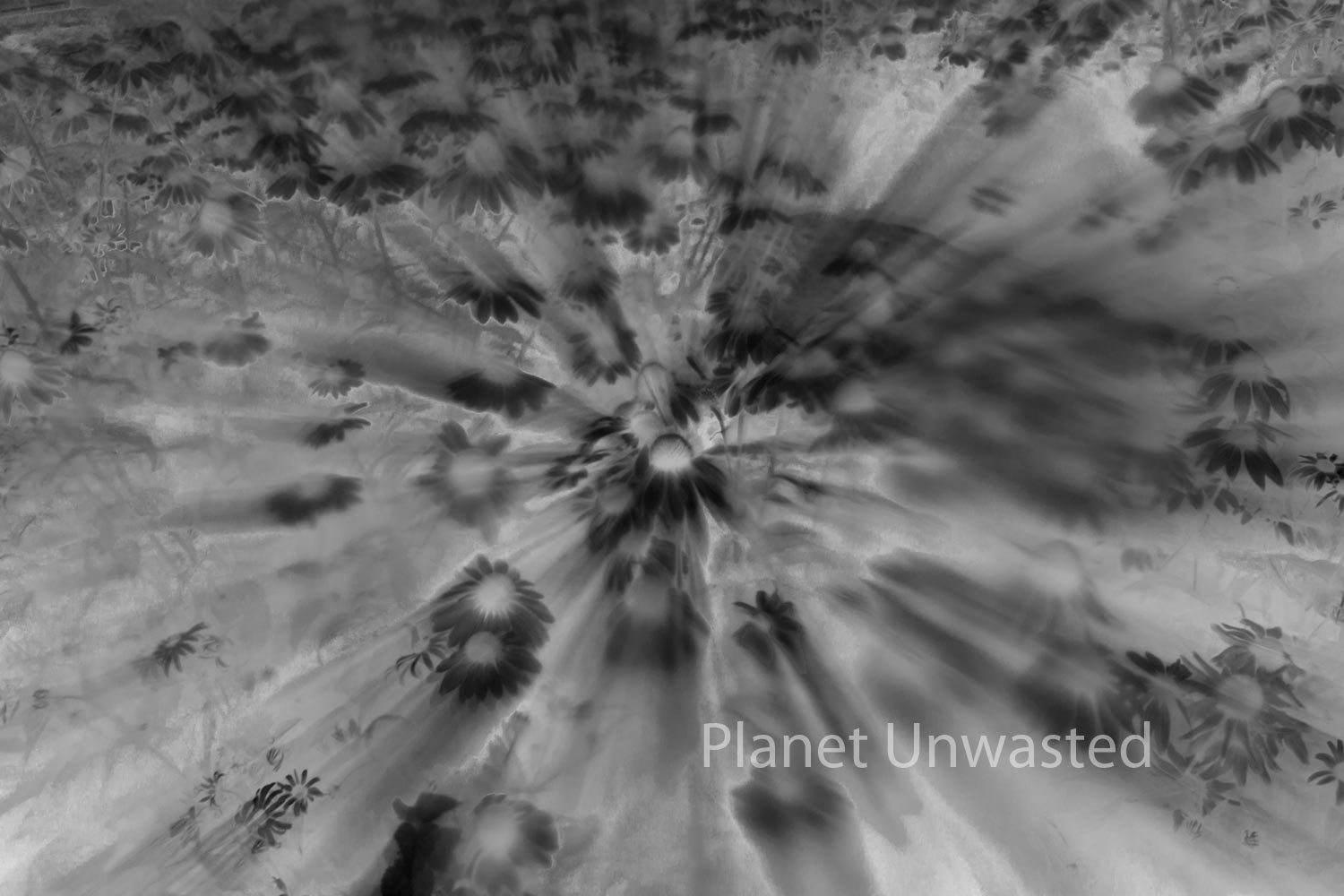 Field of Flowers Inverted Black and White ICM Abstract Stock Photography