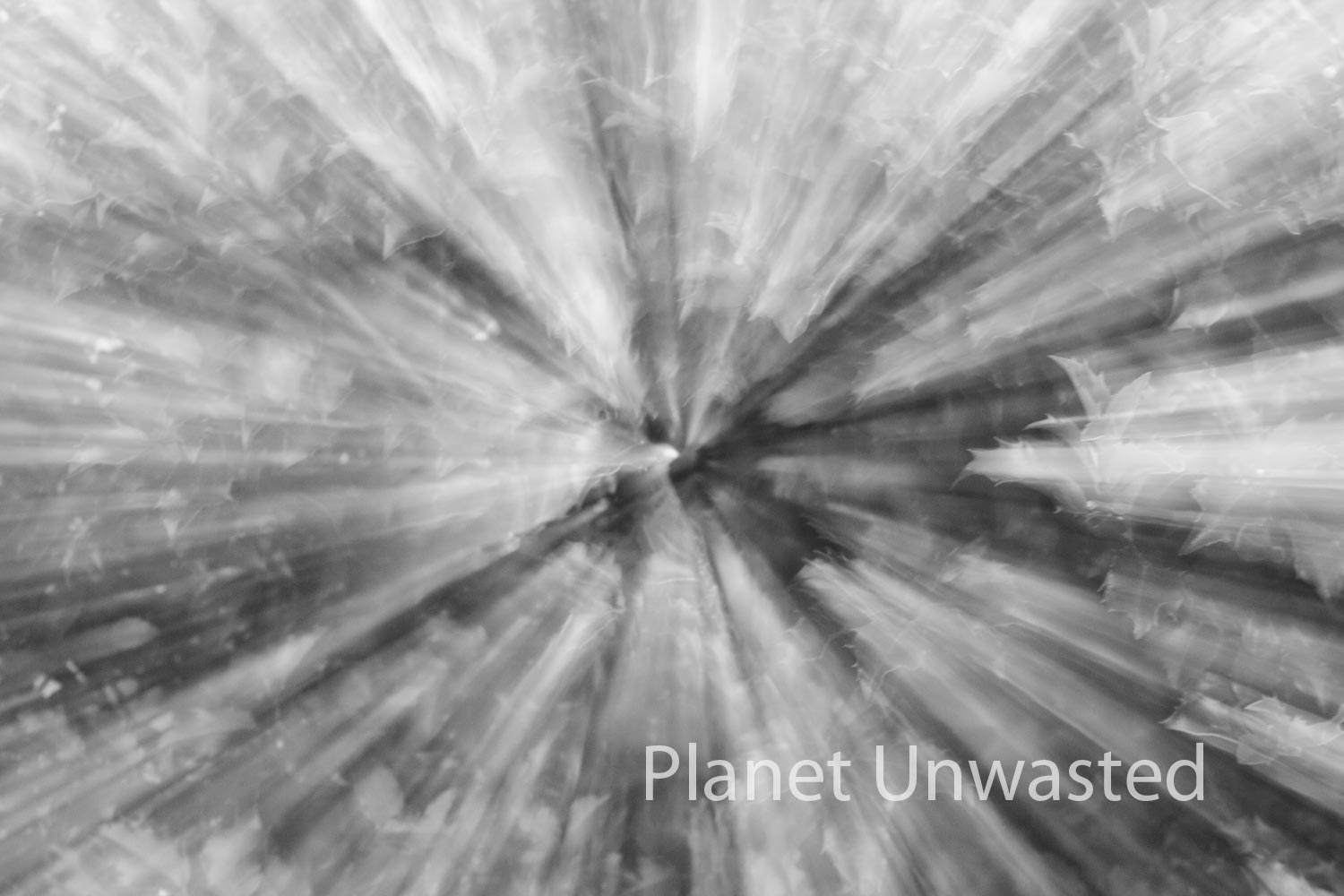 Holly Black and White ICM Abstract Stock Photography