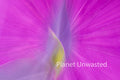 Tulip Leaf Inverted Purple Pink ICM Abstract Stock Photography