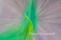 Tulip Leaf ICM Abstract Stock Photography