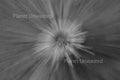 Orange Flower ICM Black and White Abstract Stock Photography