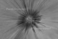 Orange Flower ICM Inverted Black and White Abstract Stock Photography