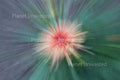 Orange Flower ICM Abstract Stock Photography, Crafting Background