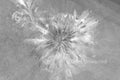 Black and White Inverted Flower Abstract Stock Photography