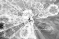 Pink Flowers ICM Black and White Abstract Stock Photography