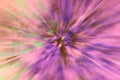 Purple Flower 2 Inverted Pinks ICM Abstract Stock Photography