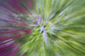 Purple Flower 2 ICM Abstract Stock Photography