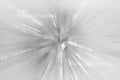 Purple Flower 3 Black and White ICM Abstract Stock Photography