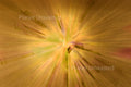 Purple Flower 3 Inverted Yellow ICM Abstract Stock Photography