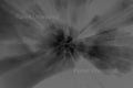 Red Flowers Inverted Black and White ICM Abstract Stock Photography