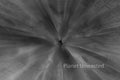 Rhododendron Inverted Black and White ICM Abstract Stock Photography