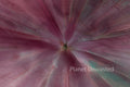 Rhododendron Inverted Pinks ICM Abstract Stock Photography