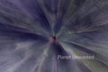 Rhododendron Inverted Purples ICM Abstract Stock Photography