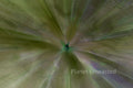 Rhododendron Inverted ICM Abstract Stock Photography