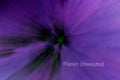 Tulip 1 Inverted Purples ICM Abstract Stock Photography