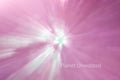 Tulip 1 Pinks ICM Abstract Stock Photography