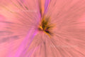 Tulip Inverted Yellow and Pink ICM Abstract Stock Photography