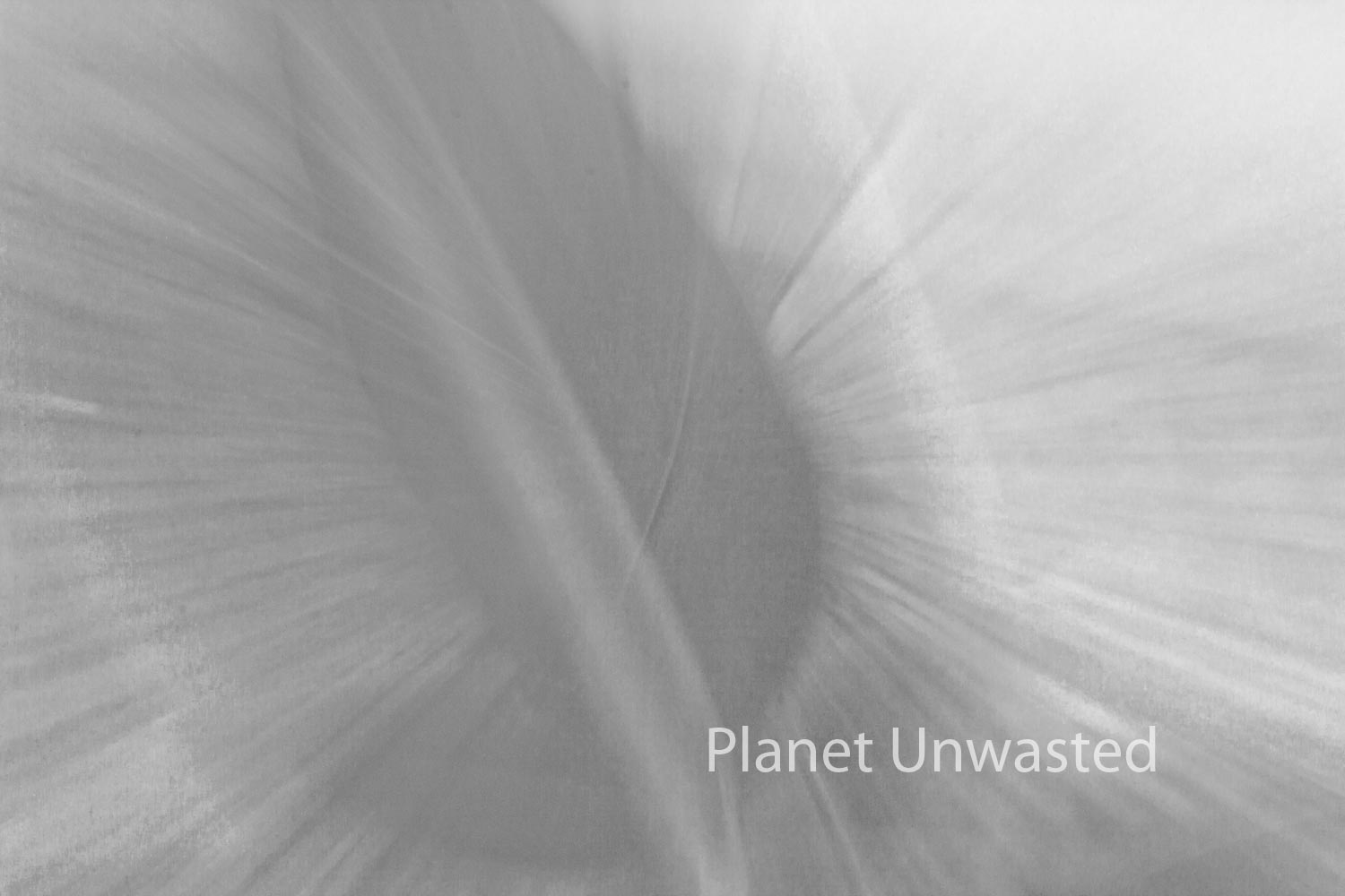 Tulip Leaf 2 Black and White ICM Abstract Stock Photography