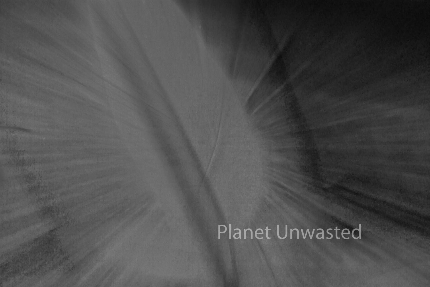 Tulip Leaf 2 Inverted Black and White ICM Abstract Stock Photography