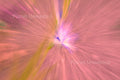 Pink Tulip ICM Abstract Stock Photography