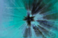 White Flowers Inverted Blue ICM Abstract Stock Photography