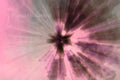 White Flowers Inverted Pink ICM Abstract Stock Photography