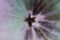 White Flowers Inverted ICM Abstract Stock Photography