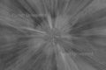 Yellow Flowers Black and White ICM Abstract Stock Photography