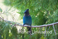 Jay at Kings Canyon National Park Stock Photography
