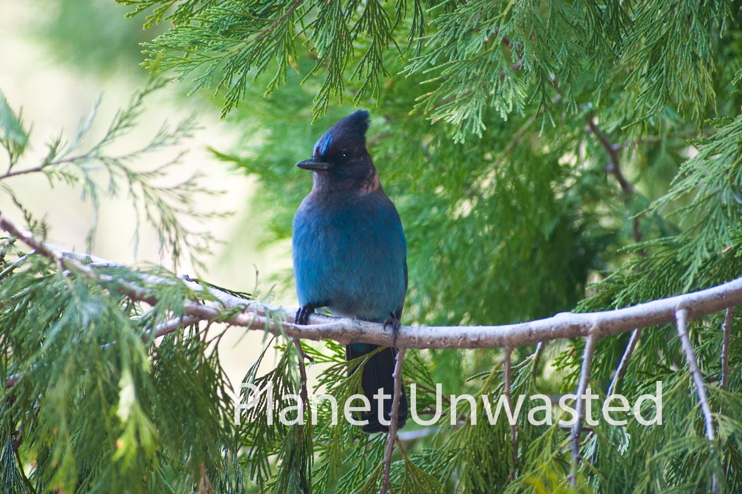 Jay at Kings Canyon National Park Stock Photography