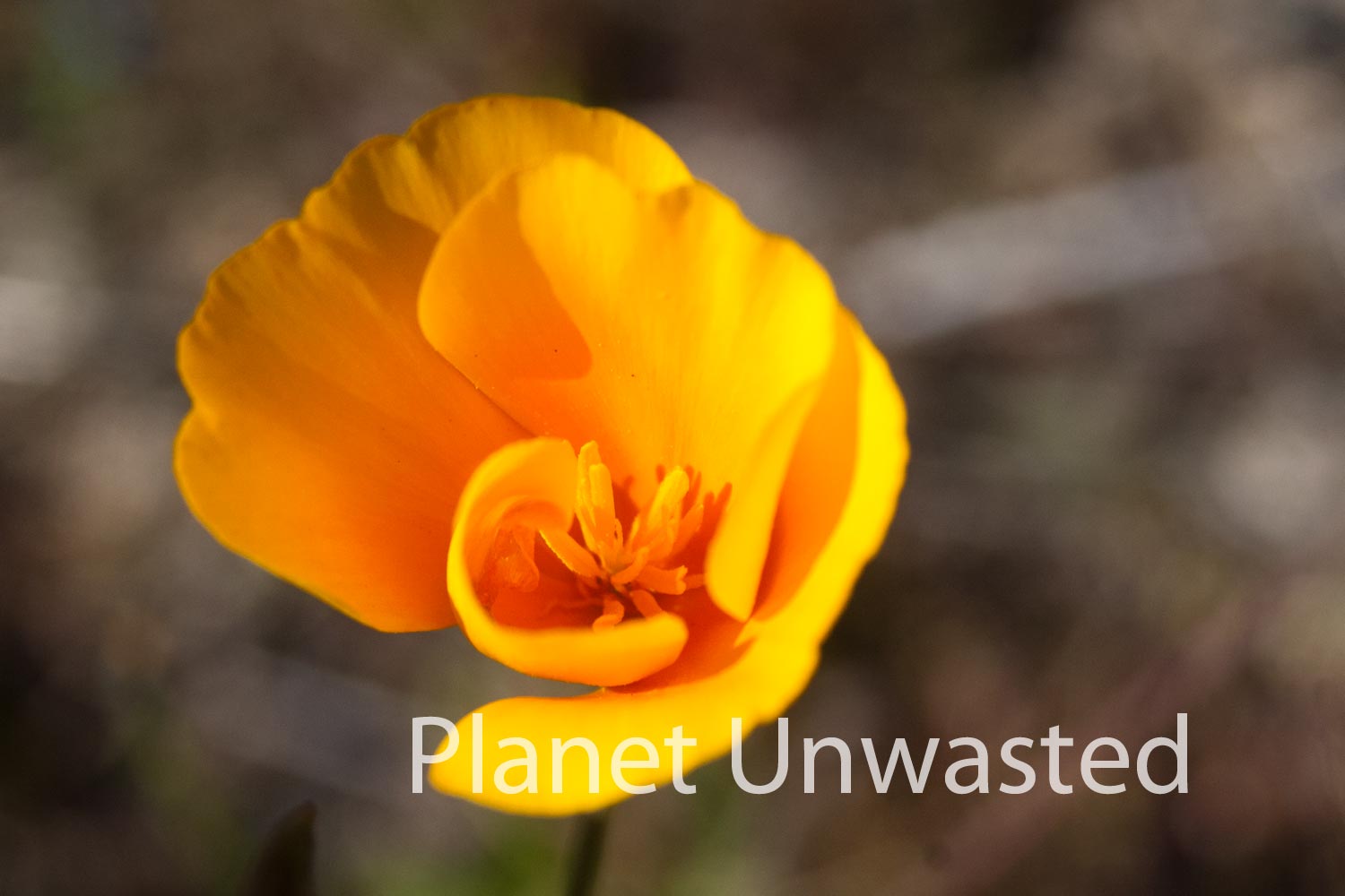 Orange Flower at Kings Canyon National Park Stock Photography