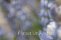 Purple Flower Blur at Kings Canyon National Park Stock Photography