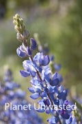 Purple Flowers Vertical at Kings Canyon National Park Stock Photography