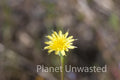 Yellow Flower at Kings Canyon National Park Stock Photography