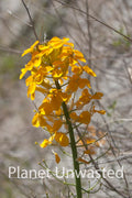 Yellow Flowers at Kings Canyon National Park Stock Photography
