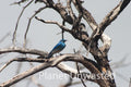 Bluebird at Mesa Verde National Park Photography